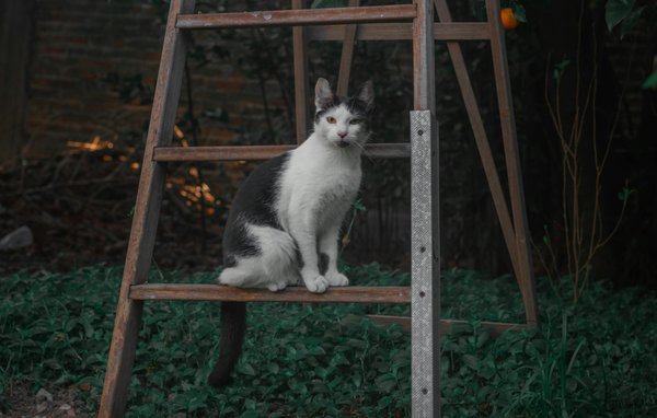 Découverte des bienfaits des champignons adaptogènes en boutique